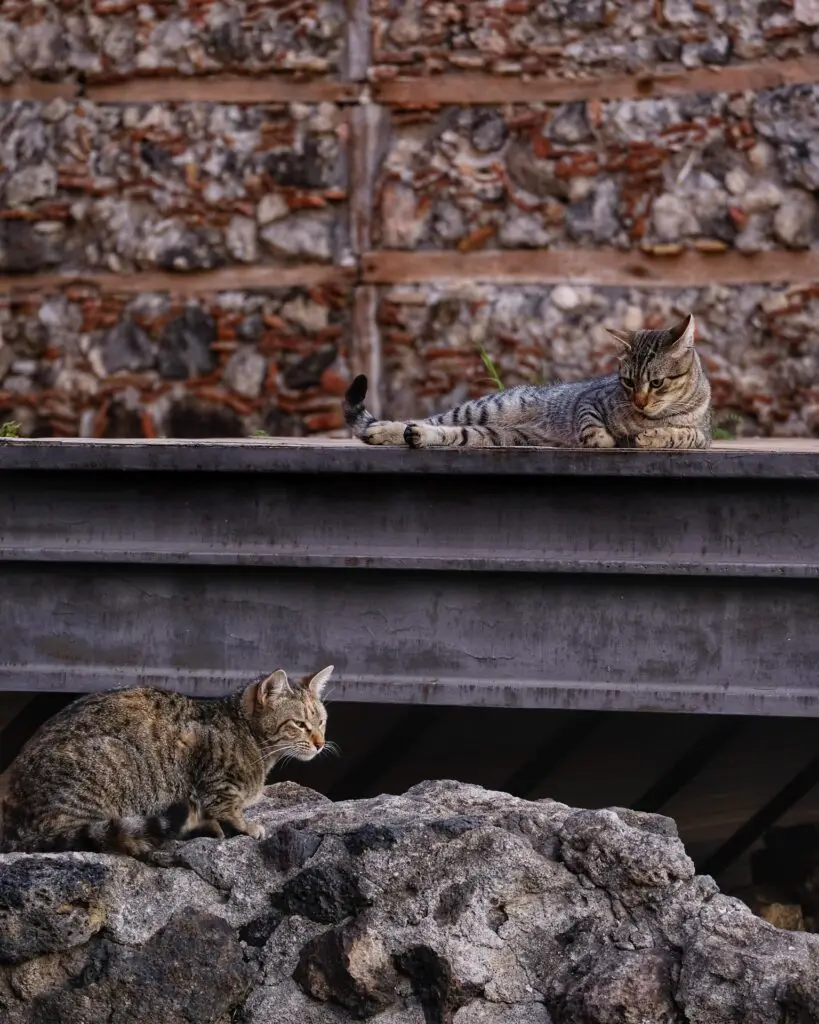 Cats of Teatro Romano